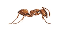 Hormiga argentina